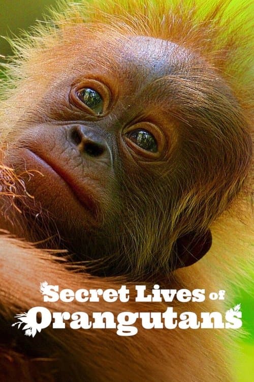 โปสเตอร์ Secret Lives of Orangutans (2024) ชีวิตลับอุรังอุตัง