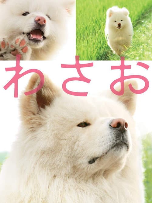 โปสเตอร์ วาซาโอะ