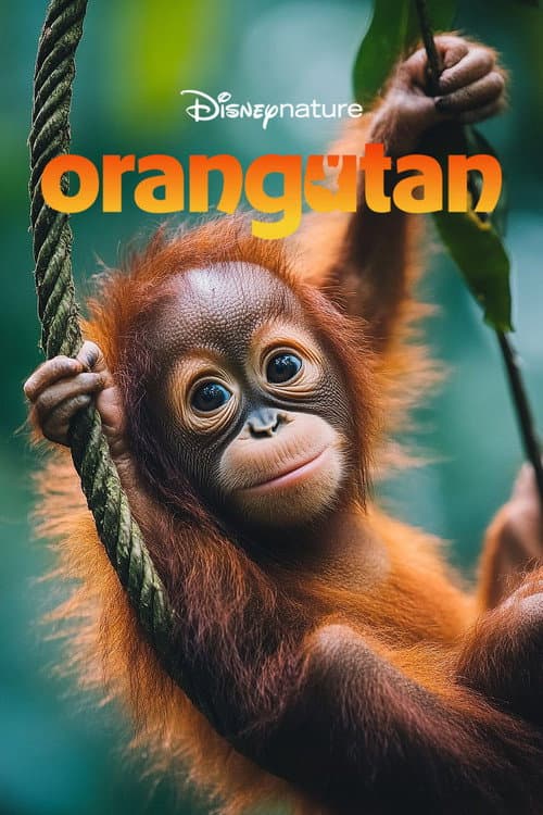 โปสเตอร์ Orangutan